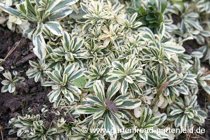 Arabis ferdinandi-coburgii – Mazedonische Gänsekresse, Laub