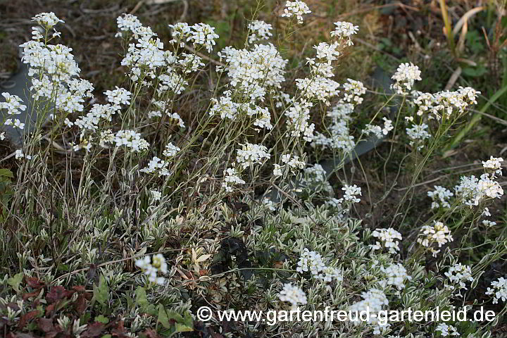 Arabis ferdinandi-coburgii 'Variegata' – Mazedonische Gänsekresse