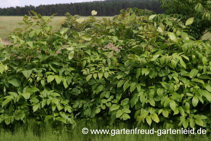 Aralia californica – Kalifornische Aralie