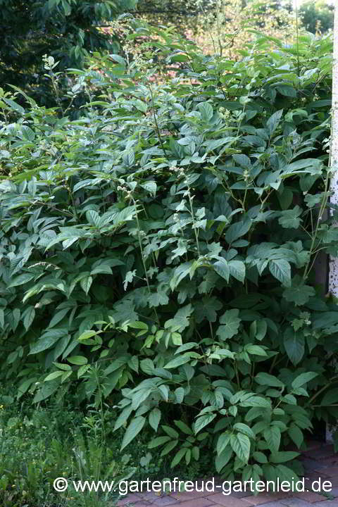 Aralia racemosa – Amerikanische Aralie