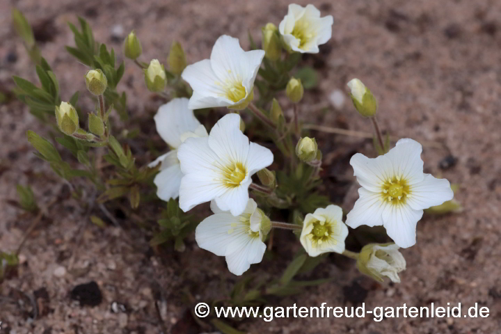 Arenaria montana – Berg-Sandkraut