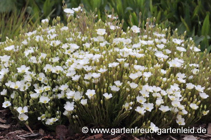 Arenaria montana – Berg-Sandkraut