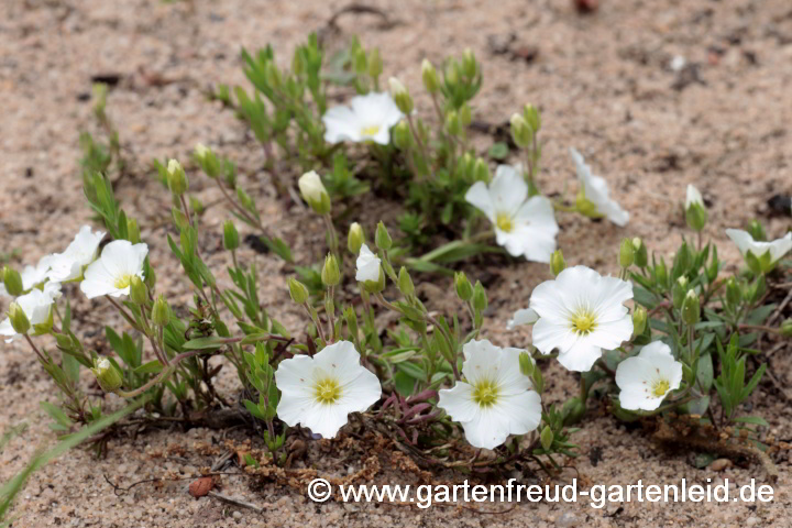 Arenaria montana – Berg-Sandkraut