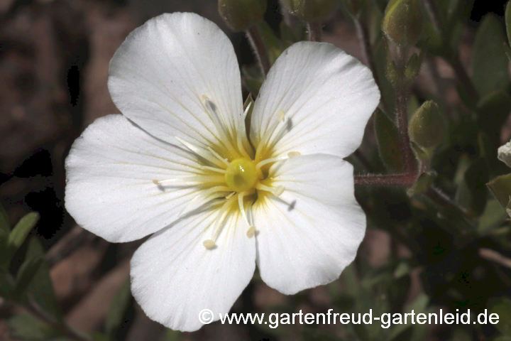 Arenaria montana – Blüte