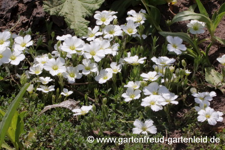 Arenaria montana – Berg-Sandkraut