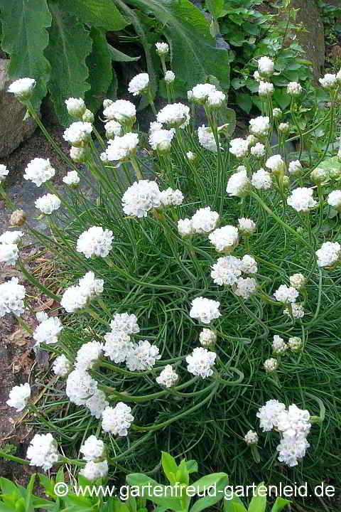 Armeria maritima 'Alba' – Strand-Grasnelke