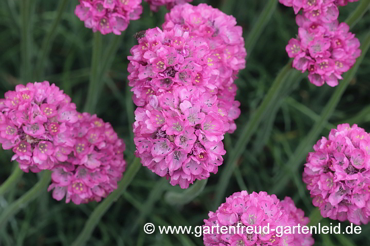 Armeria maritima – Strand-Grasnelke