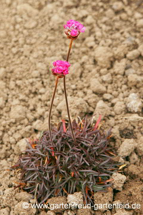 Armeria maritima 'Vesuv' – Strand-Grasnelke