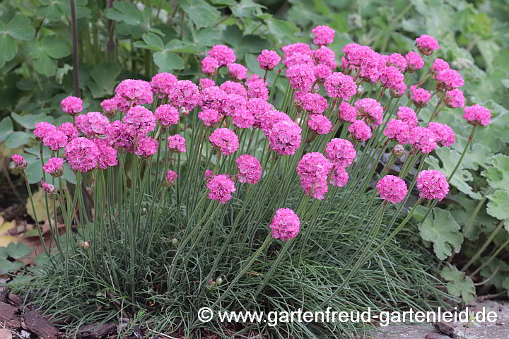 Armeria maritima – Strand-Grasnelke