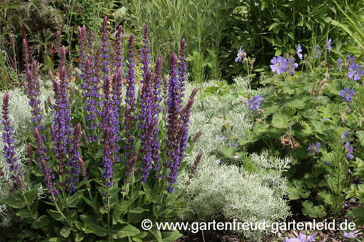 Artemisia alba 'Canescens' mit Salvia nemorosa 'Ostfriesland' und Geranium x magnificum