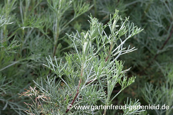 Artemisia – Cola-Strauch, Triebspitzen