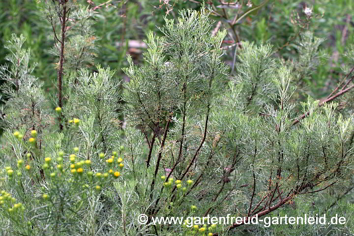 Artemisia – Cola-Strauch