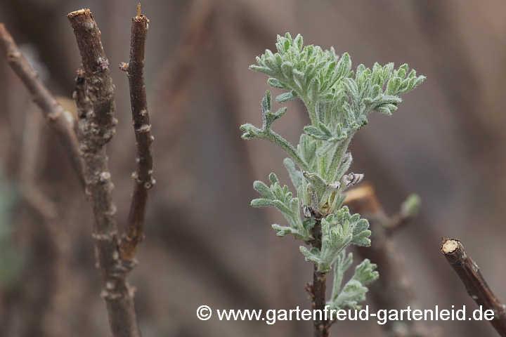 Artemisia – Cola-Strauch, Austrieb