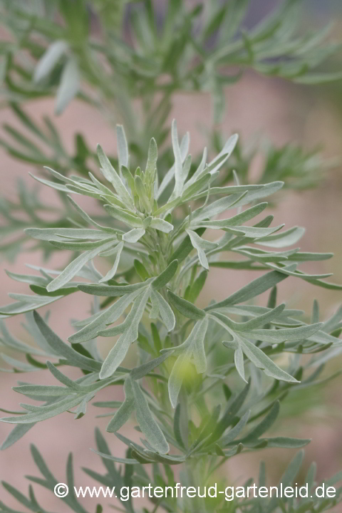 Artemisia absinthium – Absinth, Echter Wermut