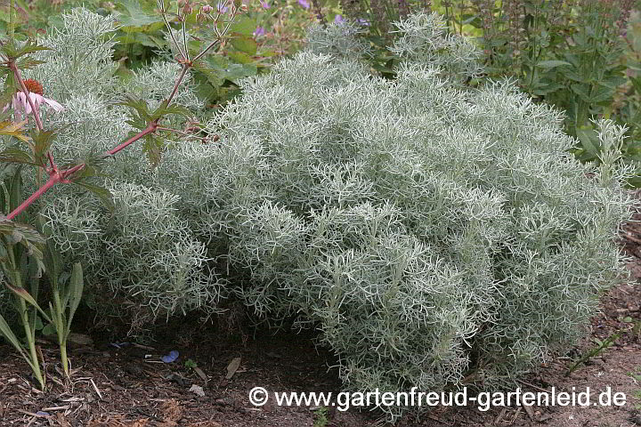 Artemisia alba 'Canescens' – Kampfer-Wermut