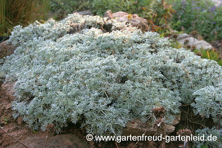 Artemisia schmidtiana ('Nana') – Zwerg-Silberraute