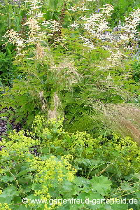 Aruncus dioicus mit Nassella tenuissima und Alchemilla mollis