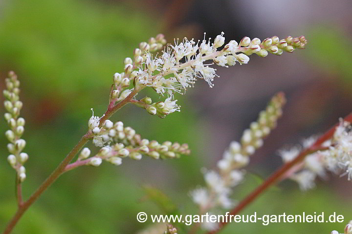 Aruncus aethusifolius – Zwerg-Geißbart