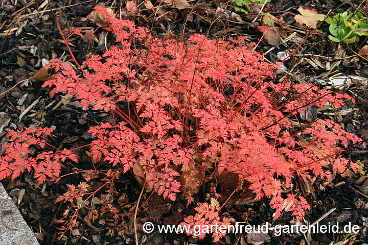 Aruncus aethusifolius – Zwerg-Geißbart, Herbstfärbung