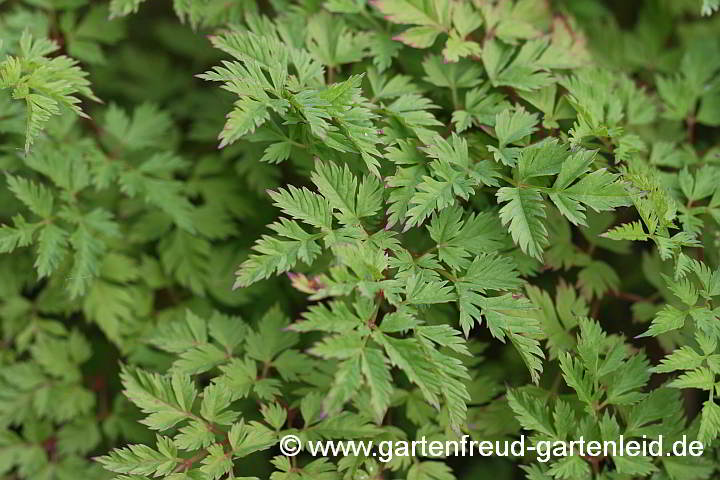 Aruncus aethusifolius – Zwerg-Geißbart