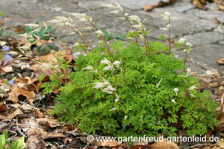 Aruncus aethusifolius – Zwerg-Geißbart