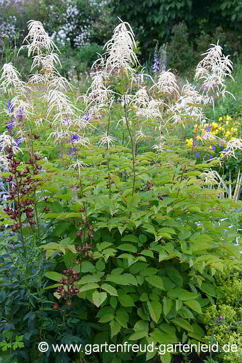 Aruncus dioicus – Wald-Geißbart