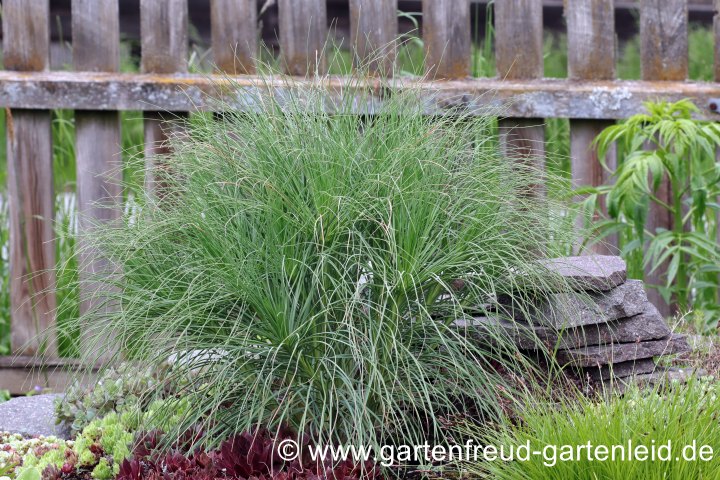 3-jährige Asphodeline liburnica (Liburnische Junkerlilie, Balkan-Junkerlilie)