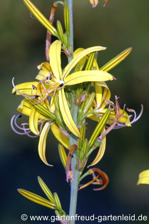 Asphodeline liburnica – Liburnische Junkerlilie, Blüten