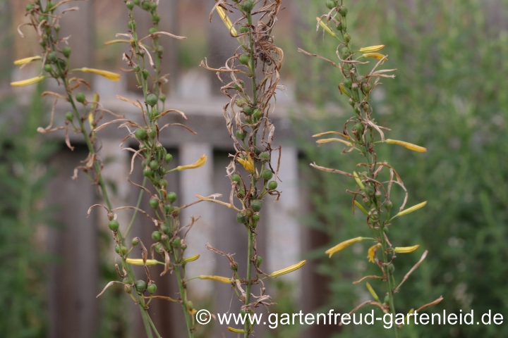 Asphodeline liburnica – Liburnische Junkerlilie, Samenstände