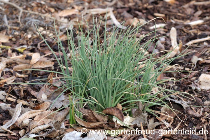 Asphodeline liburnica (Liburnische Junkerlilie, Balkan-Junkerlilie) im Frühling
