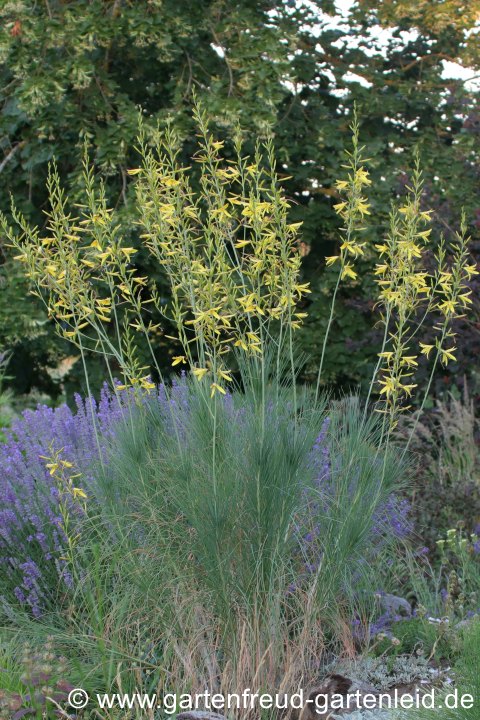 Asphodeline liburnica (Liburnische Junkerlilie) vor Lavandula angustifolia (Echter Lavendel)