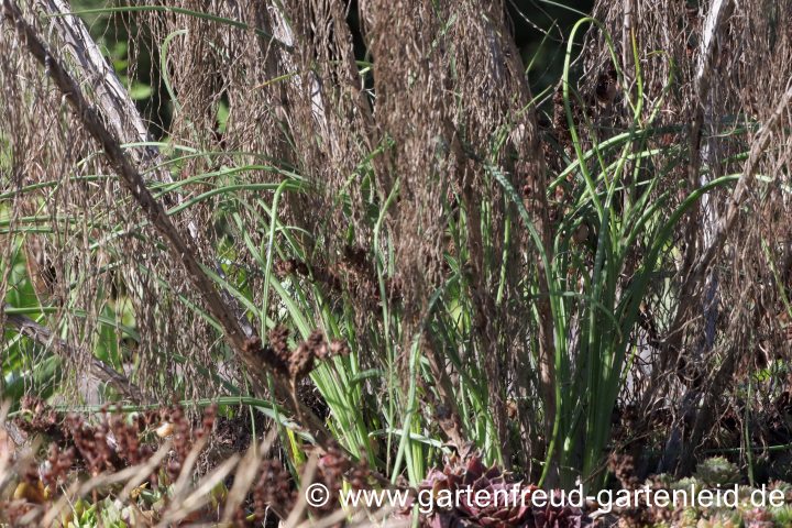 Asphodeline liburnica – Liburnische Junkerlilie, sommerlicher Neuaustrieb