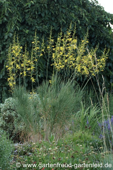 Asphodeline liburnica – Liburnische Junkerlilie, Balkan-Junkerlilie