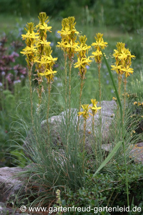 Asphodeline lutea (Goldgelbe Junkerlilie, Gelber Affodill)