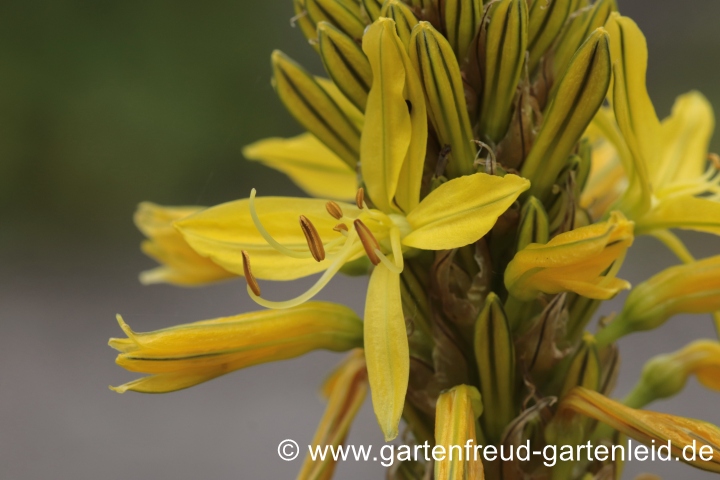 Asphodeline lutea (Goldgelbe Junkerlilie, Gelber Affodill) – Blüten