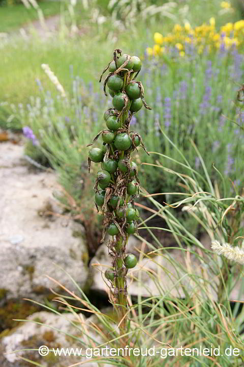 Asphodeline lutea – Goldgelbe Junkerlilie, Samenstand