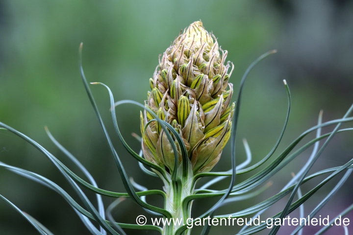 Knospige Asphodeline lutea (Goldgelbe Junkerlilie, Gelber Affodill)