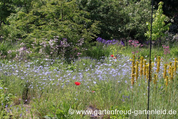 Asphodeline lutea (Goldgelbe Junkerlilie) mit Linum perenne (Stauden-Lein)