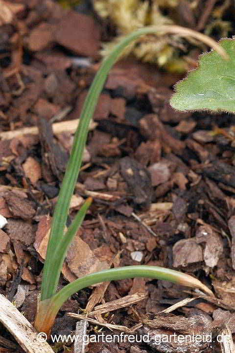 Asphodeline lutea – Junkerlilie, Sämling