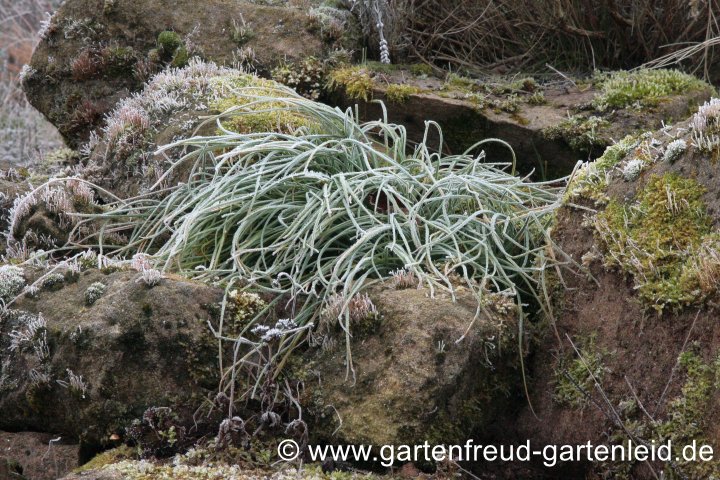 Asphodeline lutea (Goldgelbe Junkerlilie, Gelber Affodill) im Winter