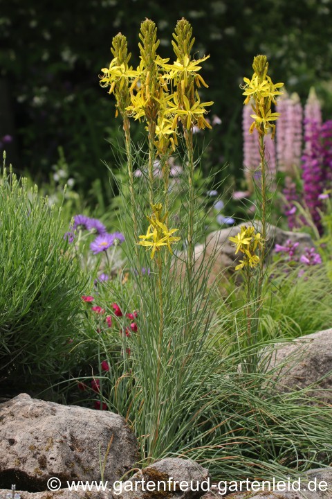 Asphodeline lutea – Goldgelbe Junkerlilie, Gelber Affodill