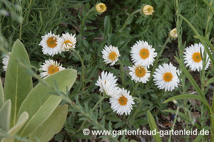 Aster alpinus 'Albus' – Alpen-Aster