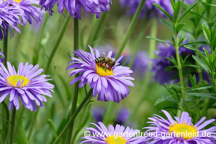 Aster alpinus – Alpen-Aster mit Honigbiene