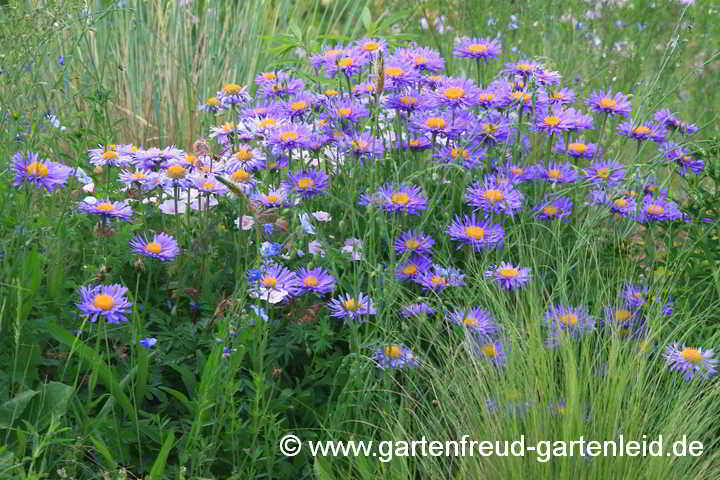 Aster alpinus – Alpen-Aster