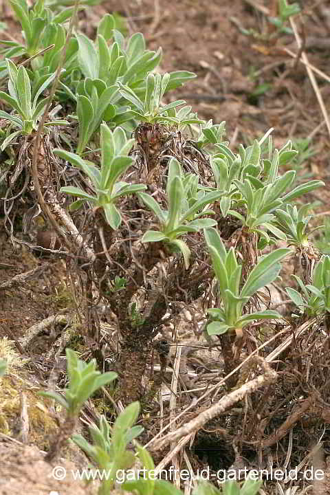 Hochgewachsene Aster alpinus – Alpen-Aster