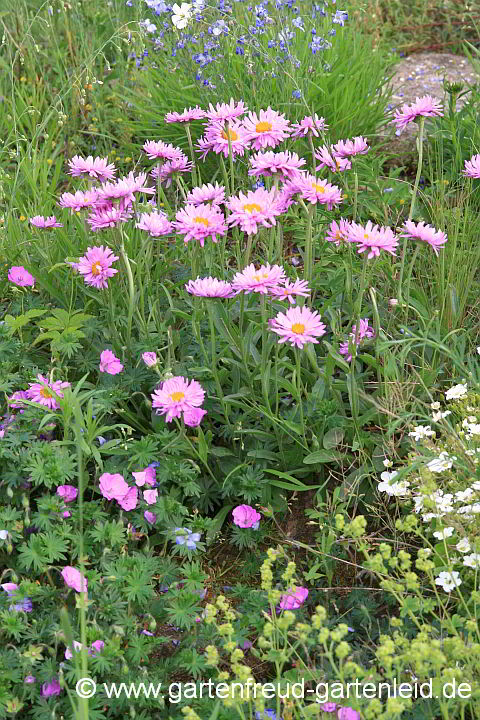 Aster alpinus – Alpen-Aster