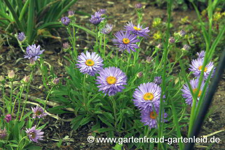 Aster alpinus – Alpen-Aster