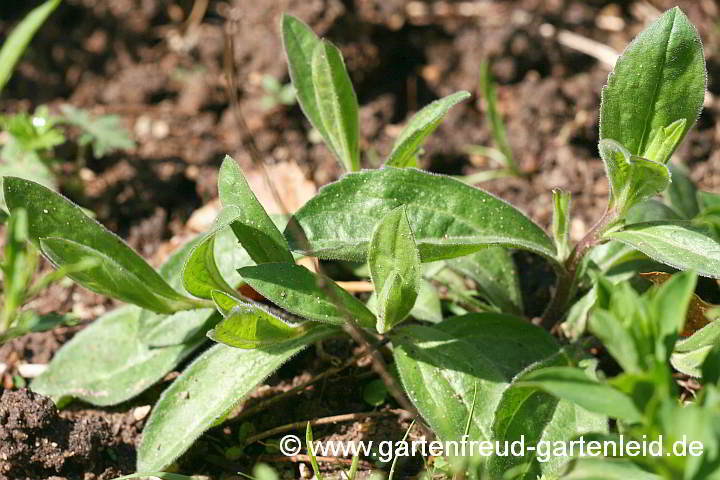 Aster amellus – Berg-Aster, Kalk-Aster, Austrieb