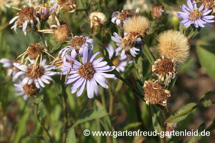 Aster amellus – Berg-Aster, Kalk-Aster