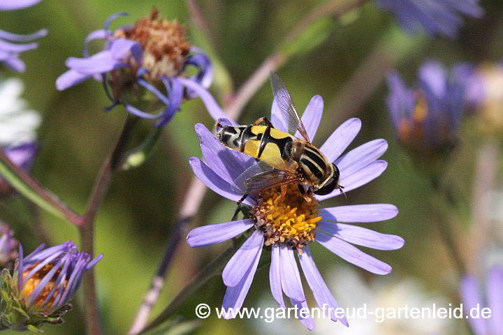 Große Sumpfschwebfliege auf Aster amellus – Berg-Aster